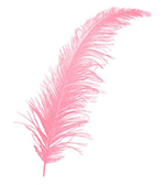 Pembe Kuş Tüyü